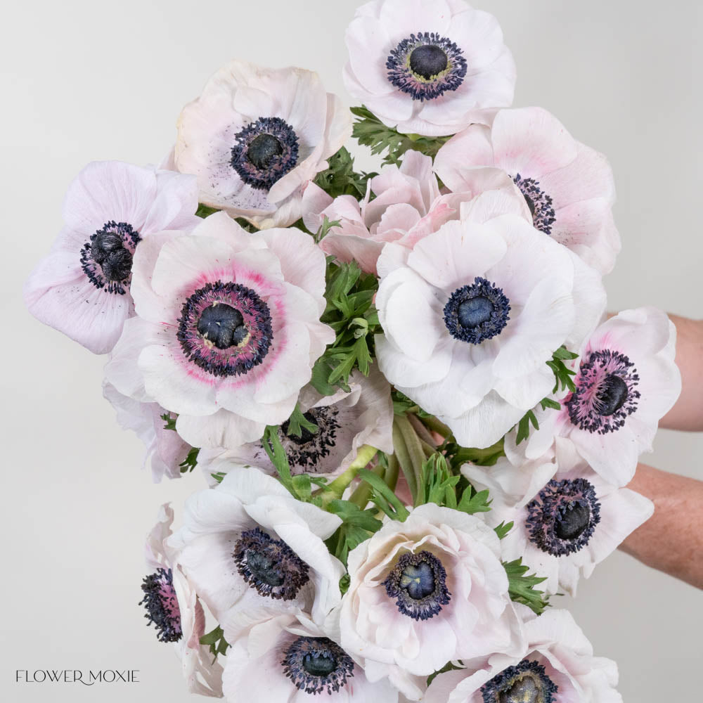 Blush Anemone Flower