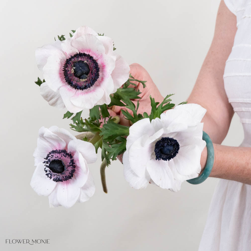 Blush Anemone Flower