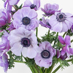 mistral rarity anemone