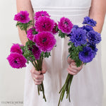 Fuchsia Indigo Anemones bulk flowers