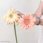 Peach and Beige Mini Gerberas Mixed Box
