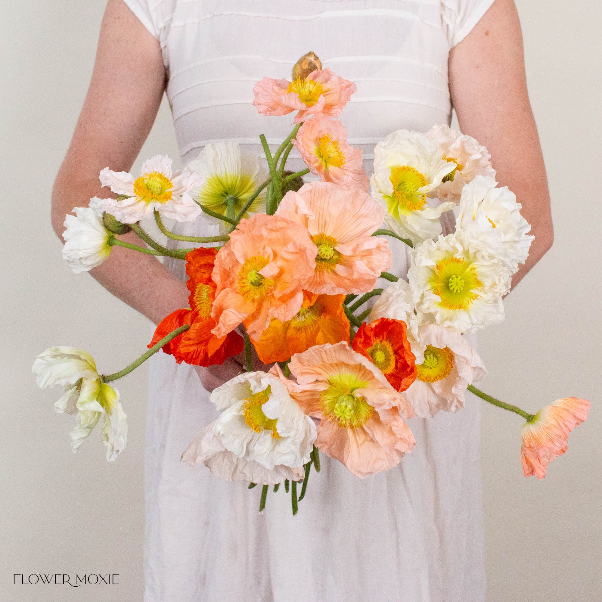 Assorted Poppy Flowers
