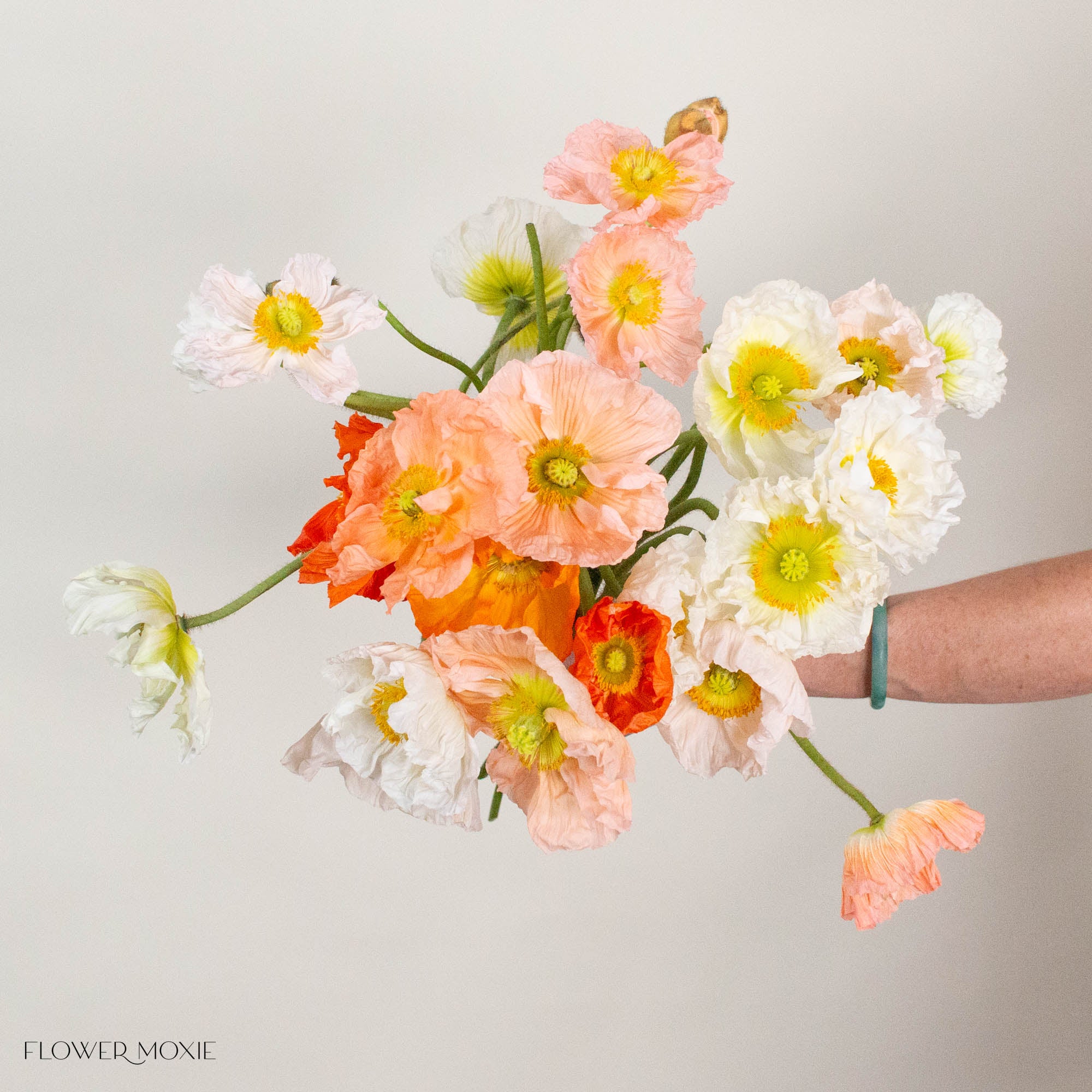Assorted Poppy Flowers
