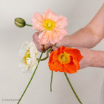 Assorted Poppy Flowers

