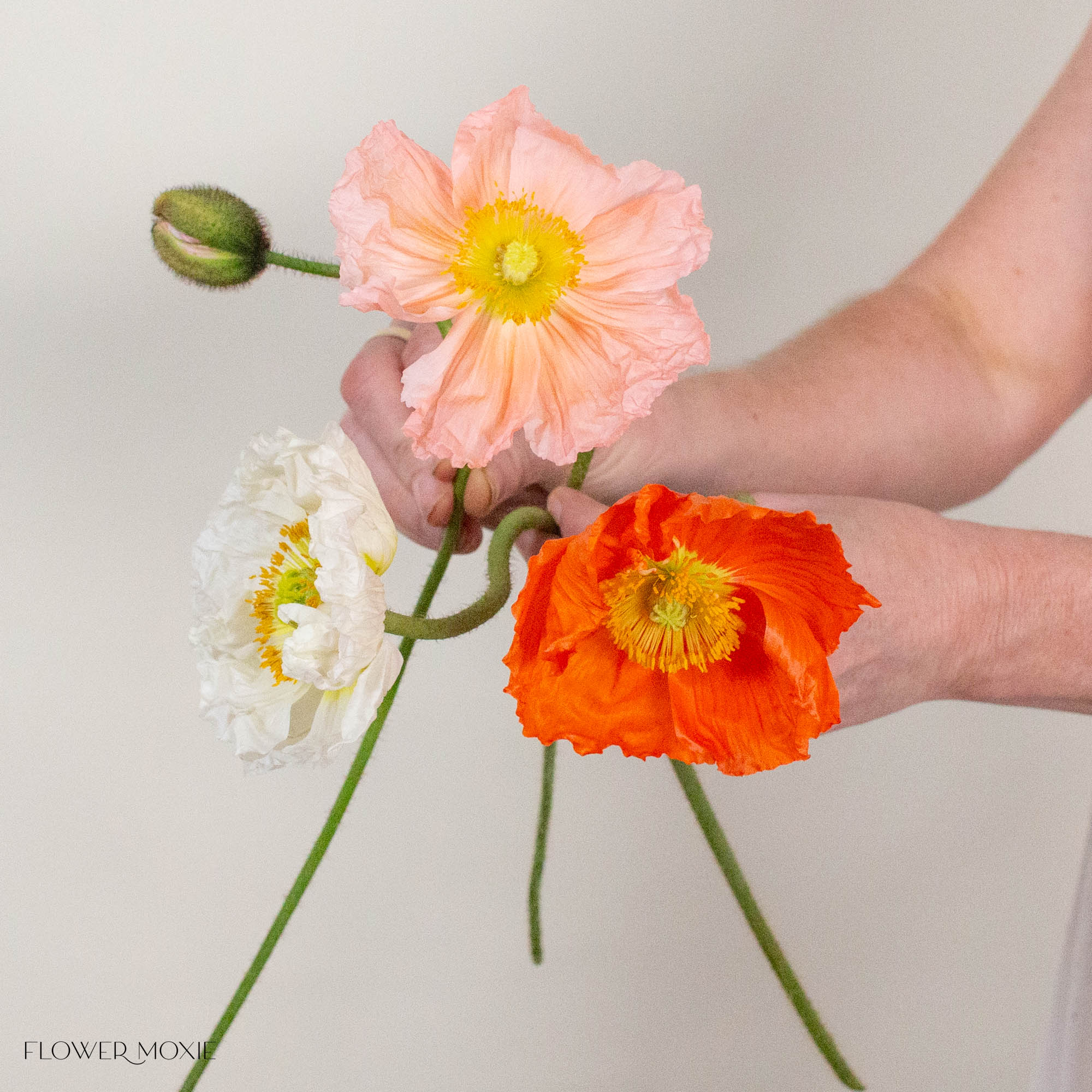 Assorted Poppy Flowers

