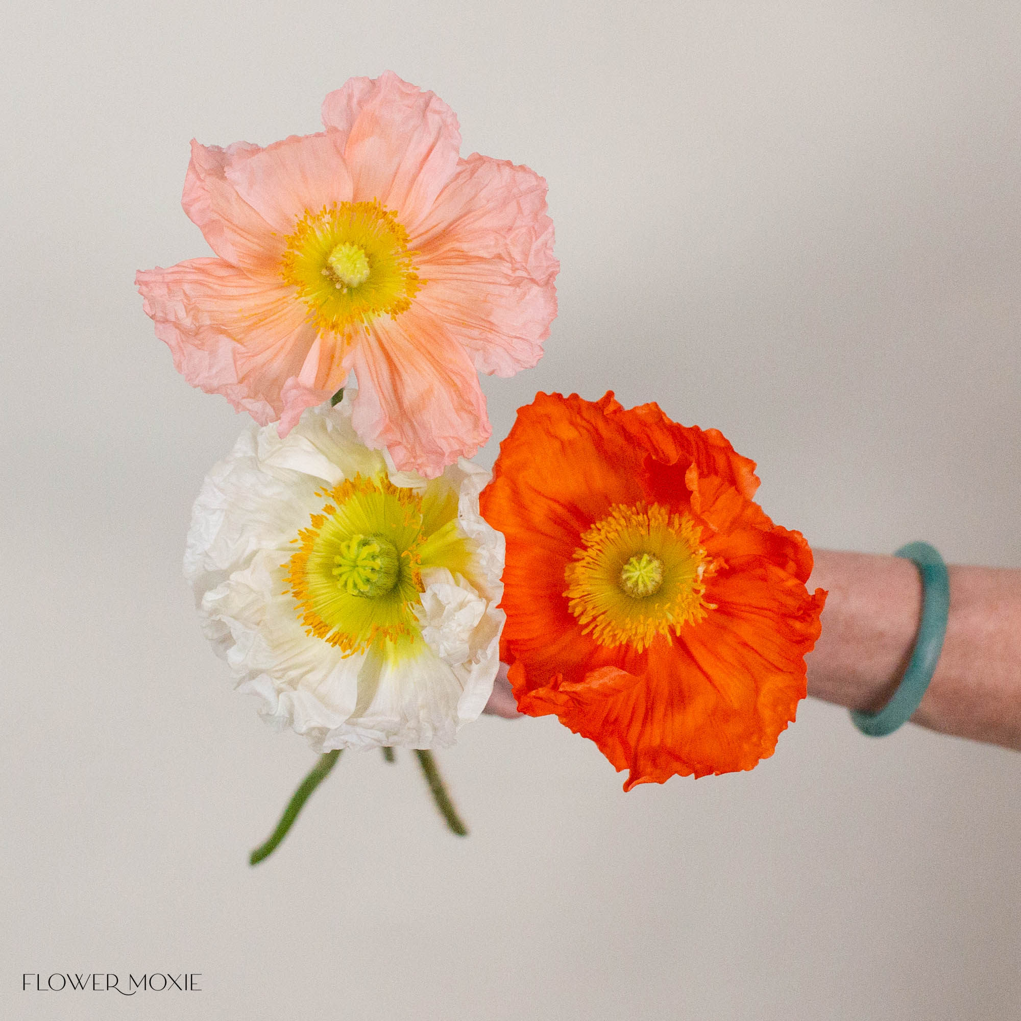 Assorted Poppy Flowers
