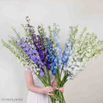 Giant Hybrid Delphinium Mixed Box