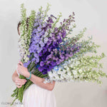 Giant Hybrid Delphinium Mixed Box