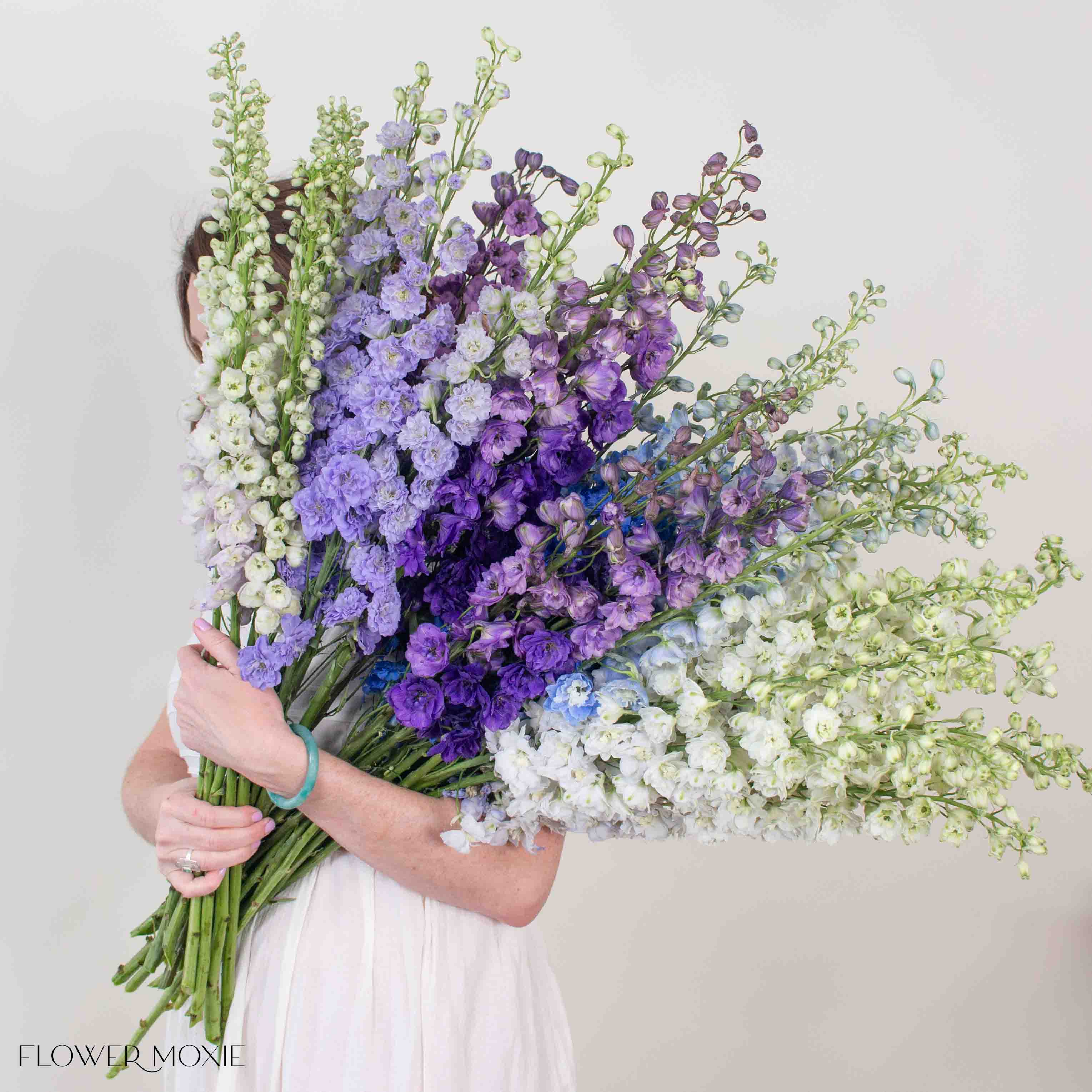 Giant Hybrid Delphinium Mixed Box