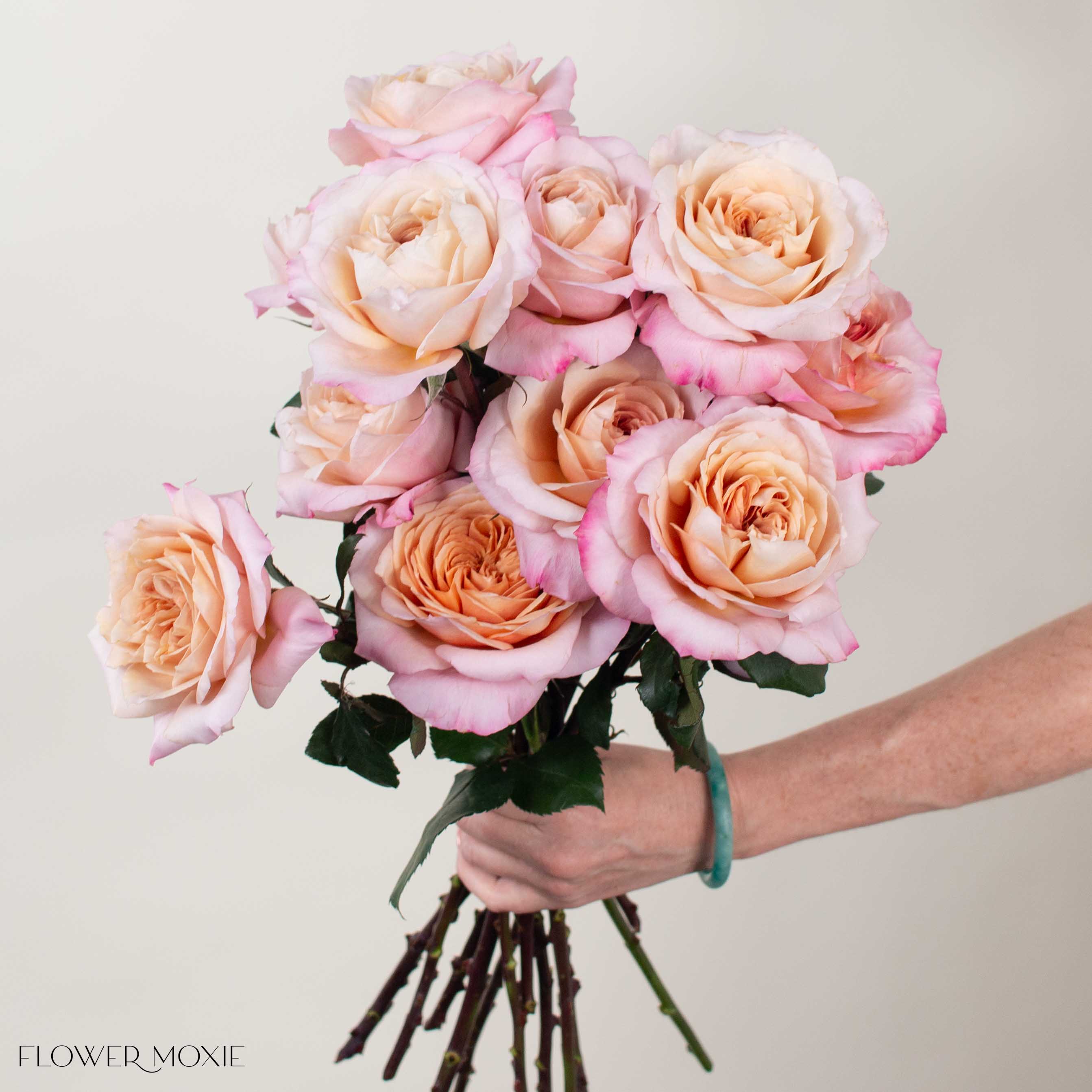 Golden Blush Miyabi Brown Garden Rose | DIY Wedding Flowers