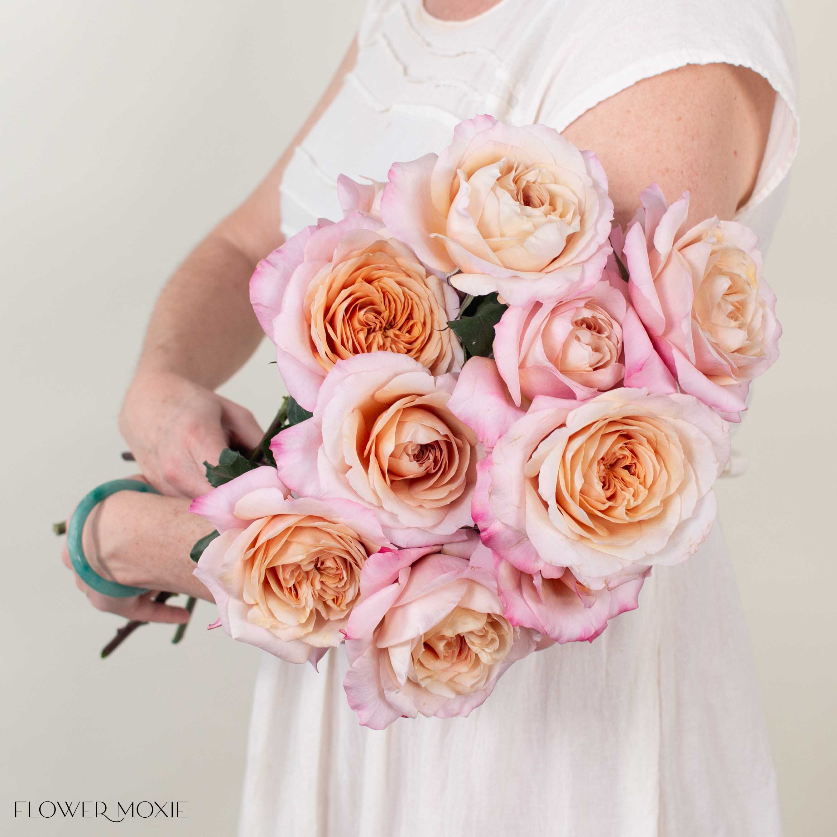 Golden Blush Miyabi Brown Garden Rose