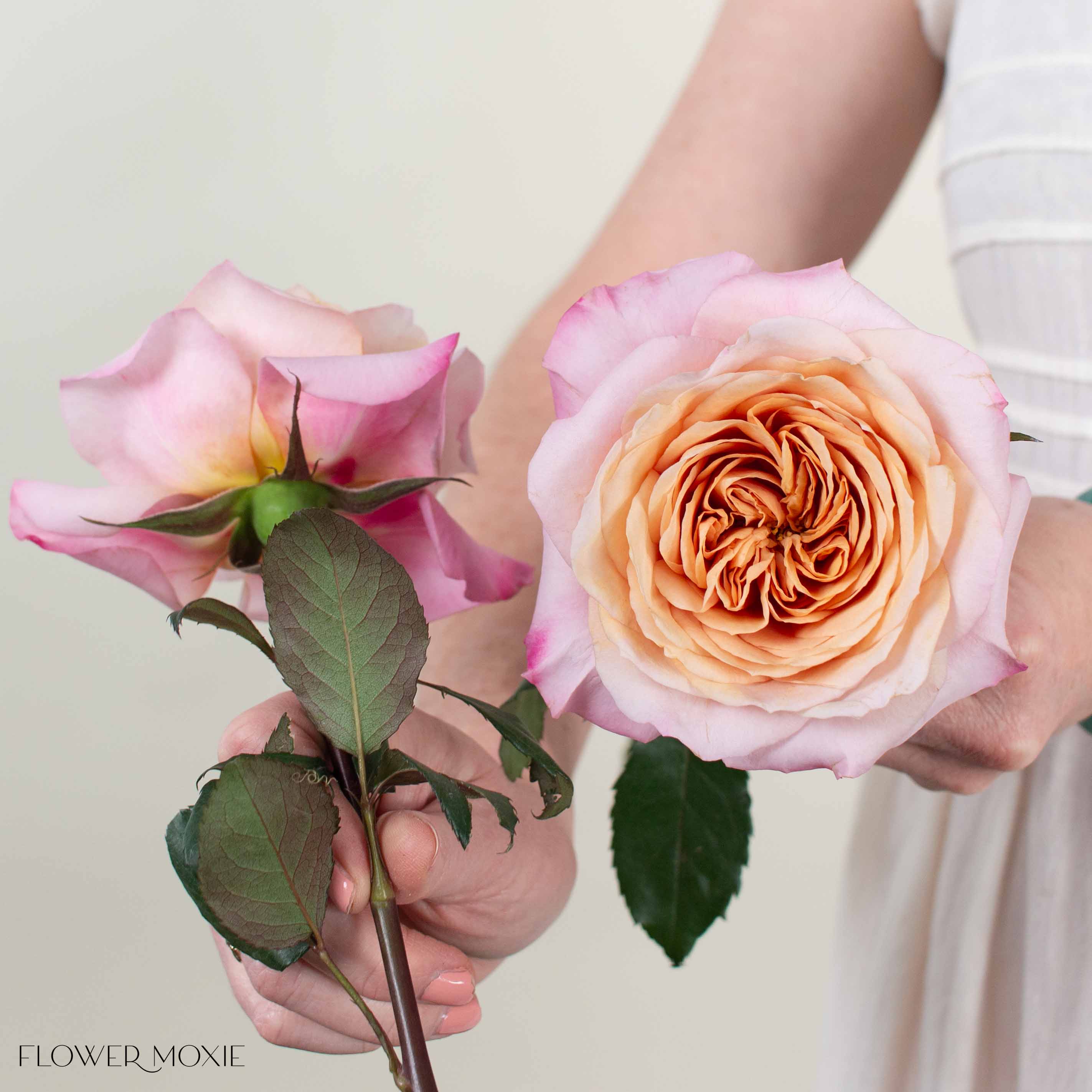 Golden Blush Miyabi Brown Garden Rose | DIY Wedding Flowers