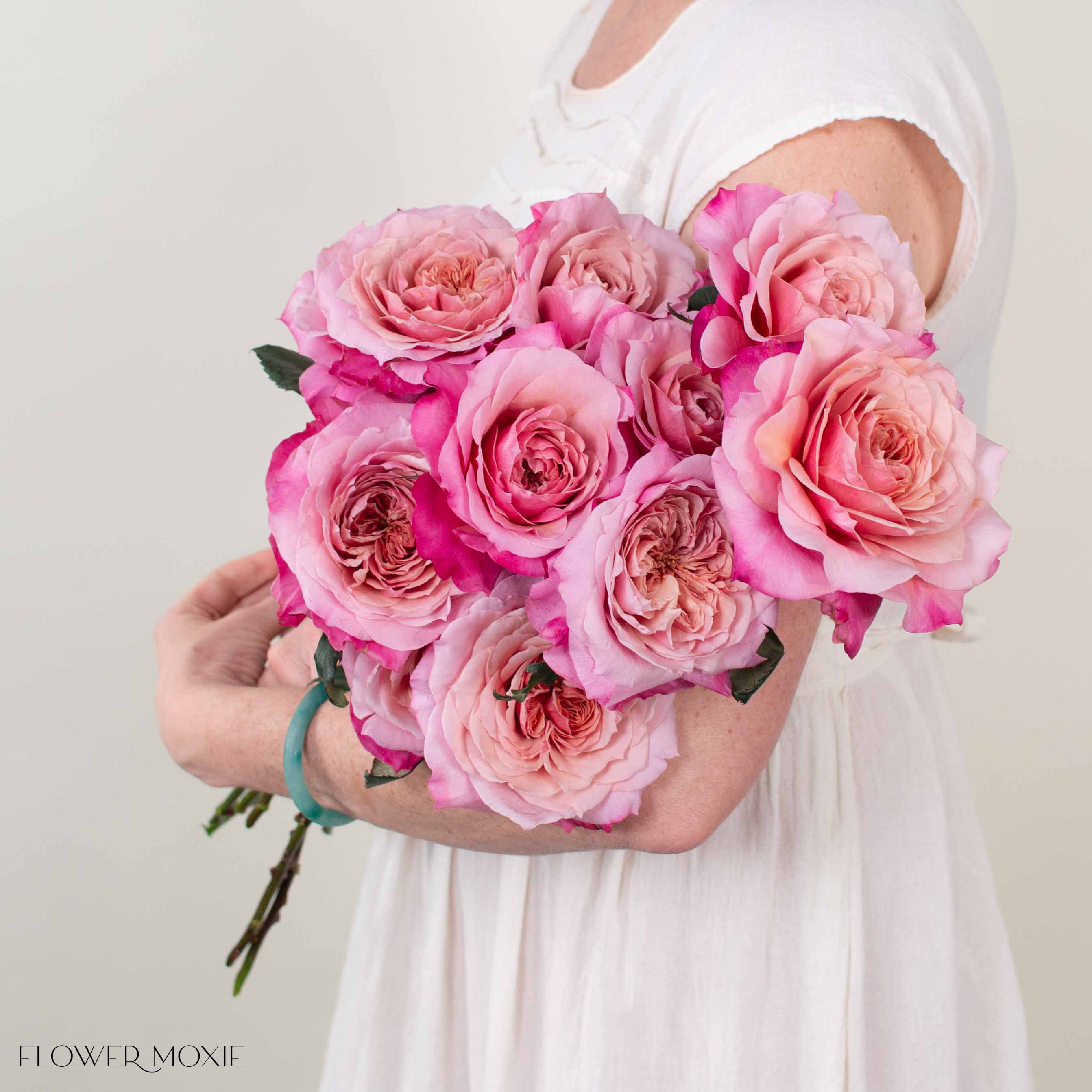 Coral Pink Miyabi Garden Rose
