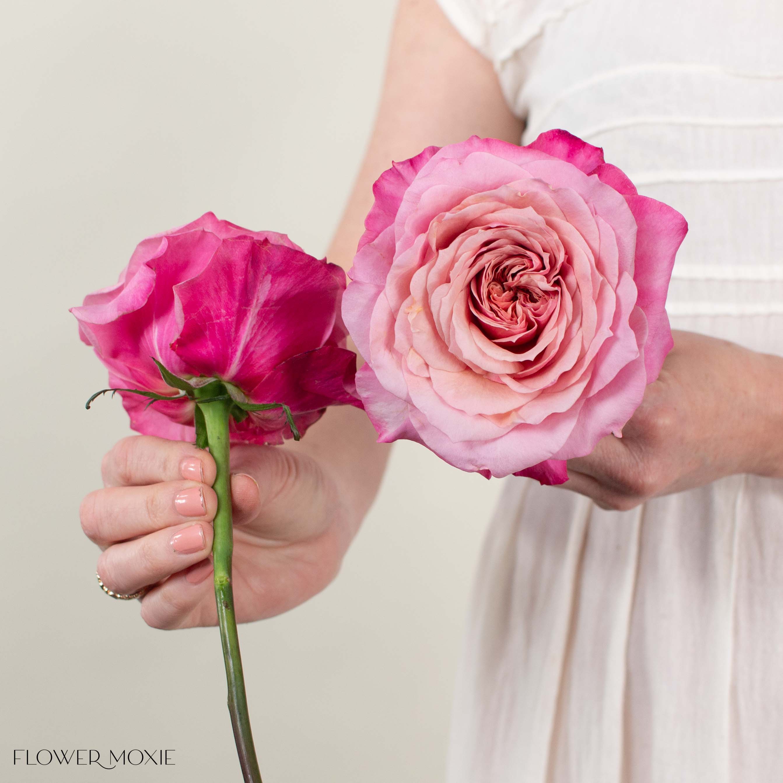 Coral Pink Miyabi Garden Rose
