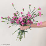 Mocha Sweet Mini Carnation Flower