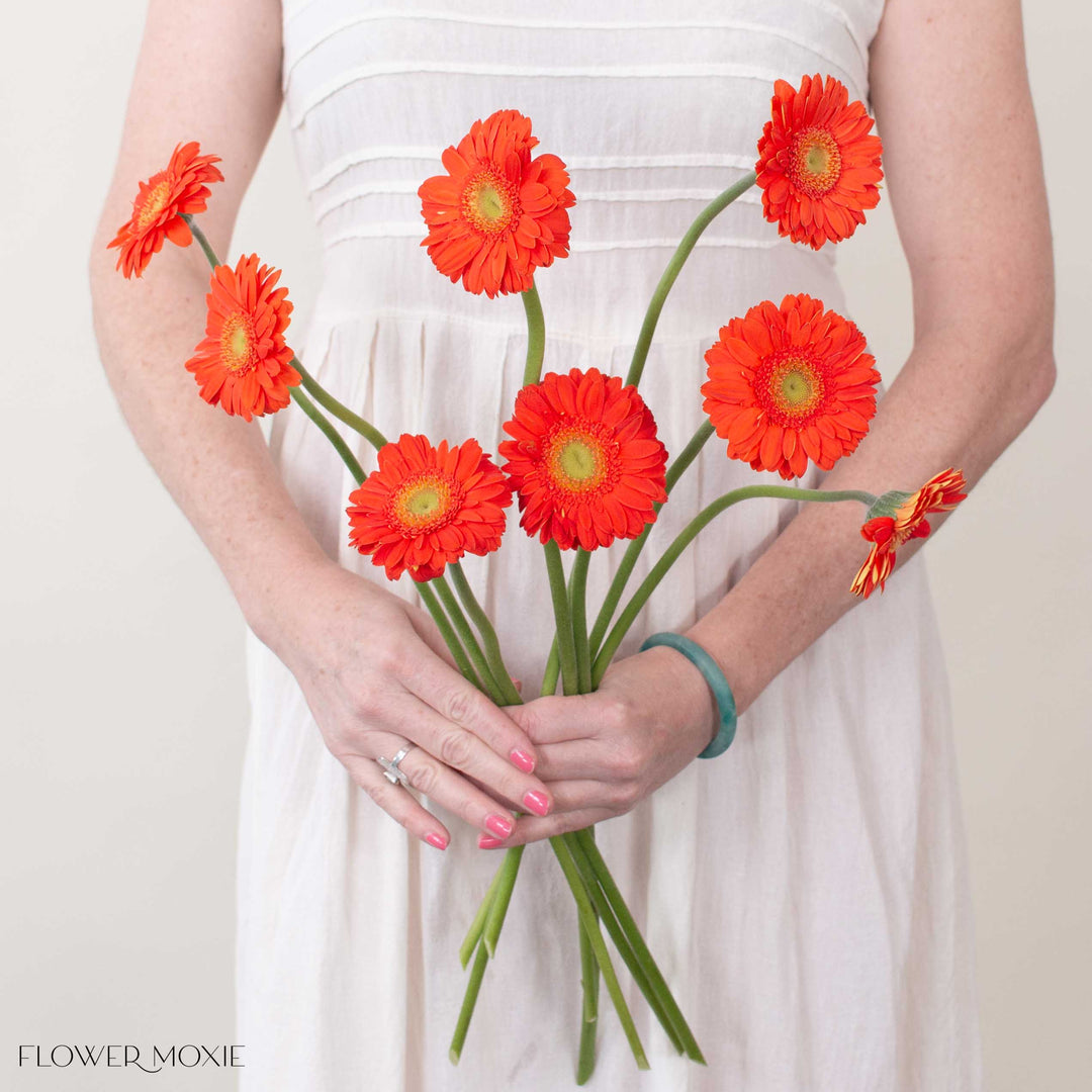Orange Mini Gerbera Daisies | Fresh DIY Wedding Flowers | Flower Moxie 50 Stems