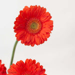 Monza Orange Mini Gerbera
