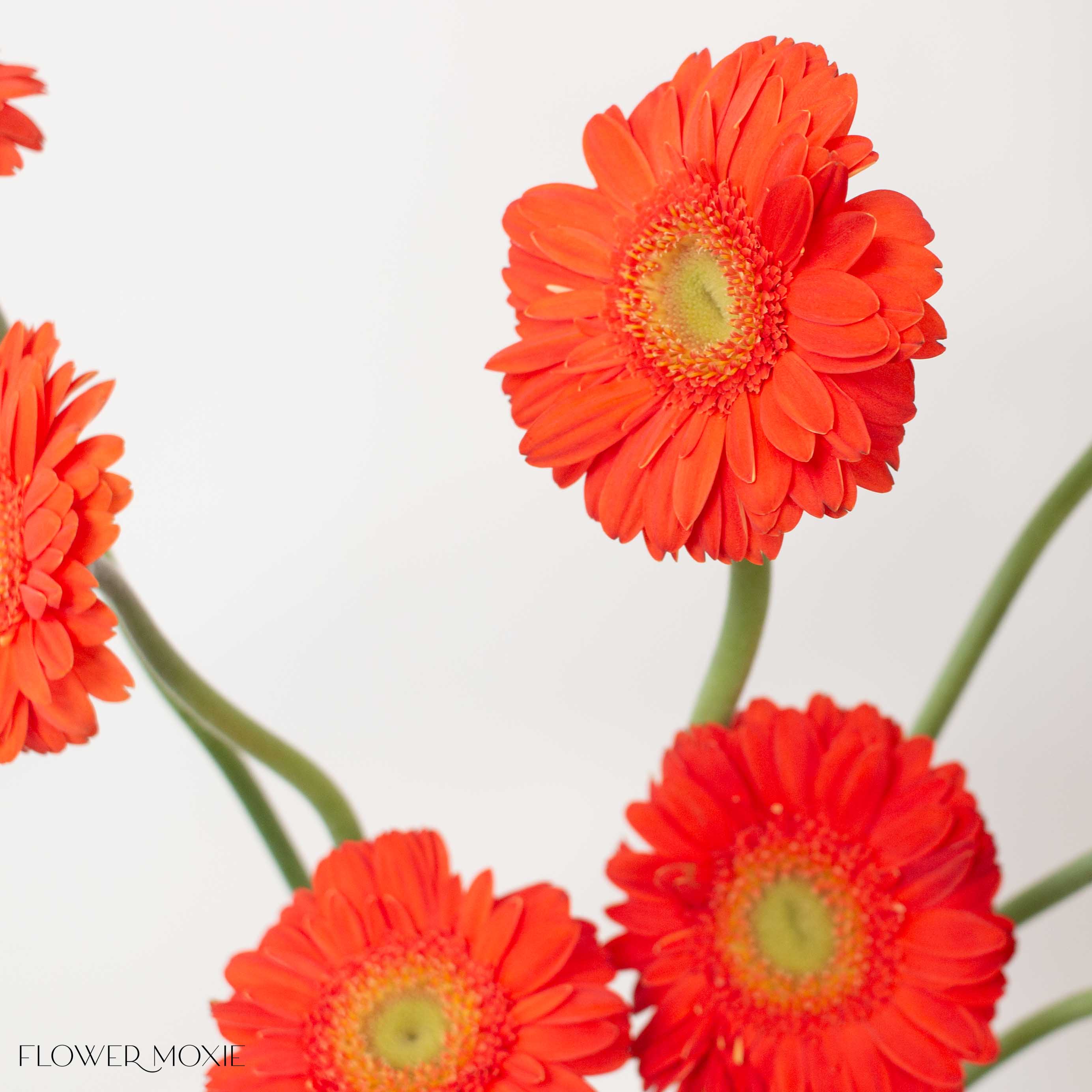 Orange Mini Gerbera Daisies | Fresh DIY Wedding Flowers | Flower Moxie