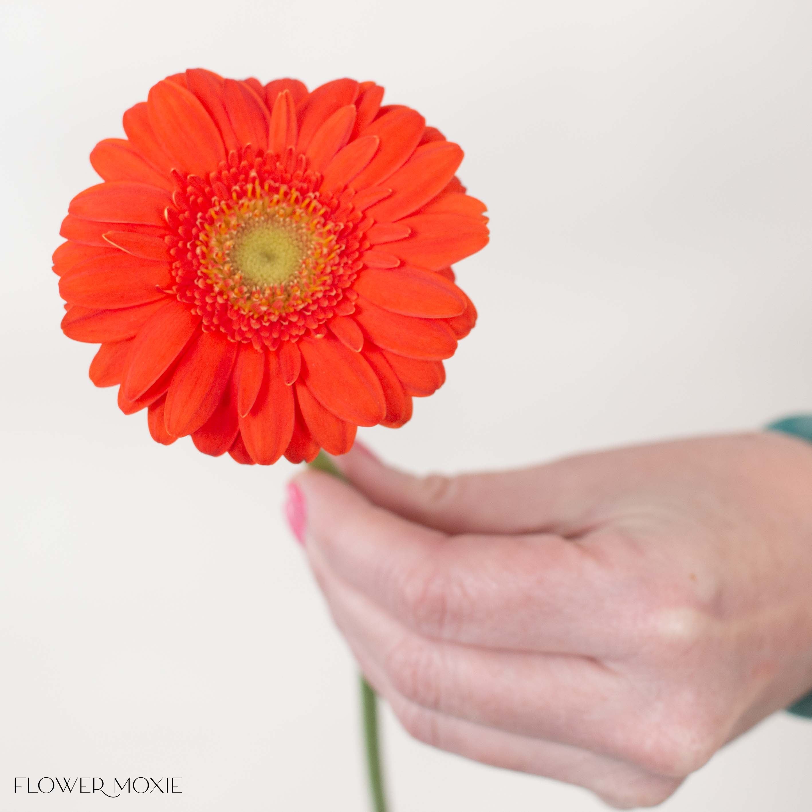 Monza Orange Mini Gerbera