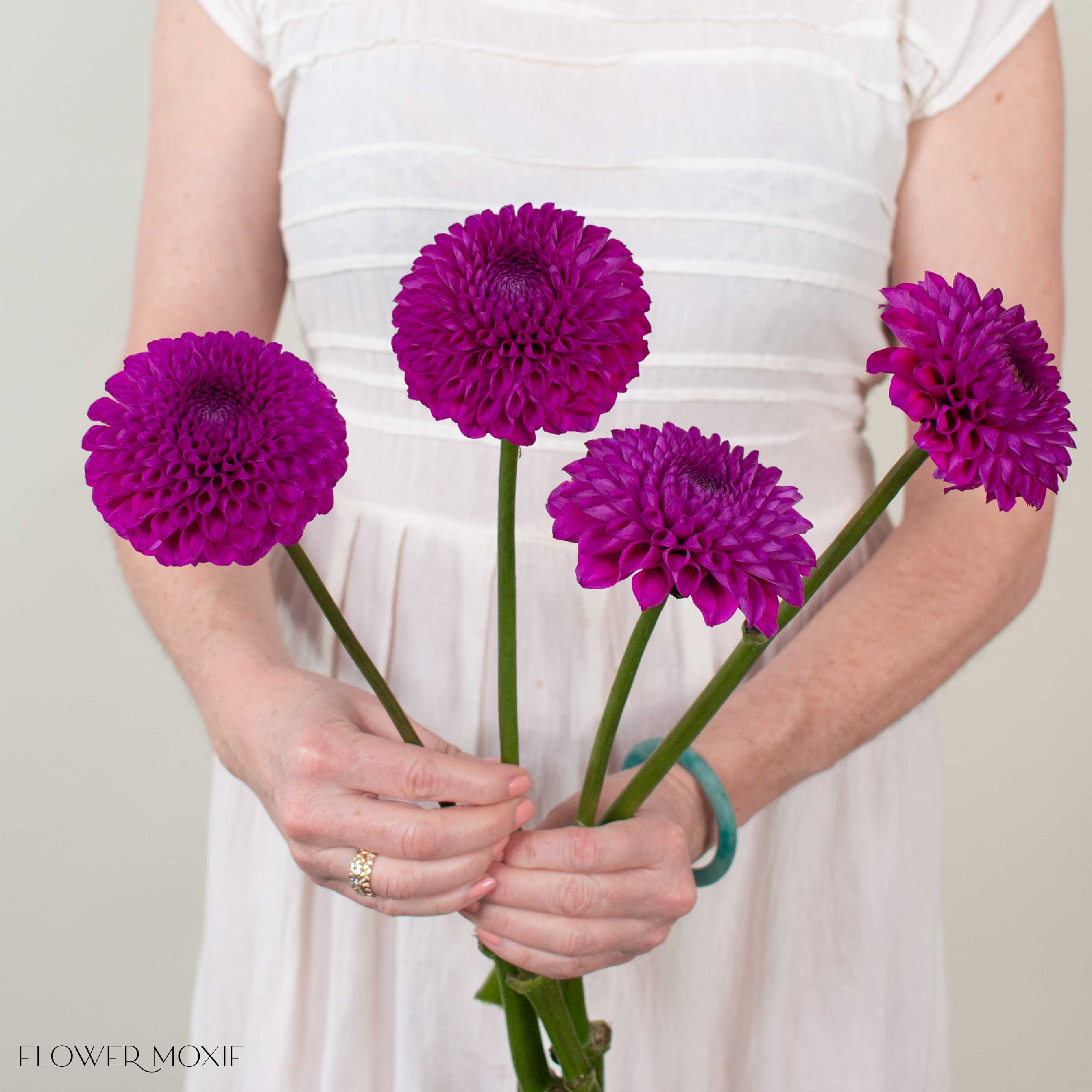 Purple Naomi Dahlia Flower
