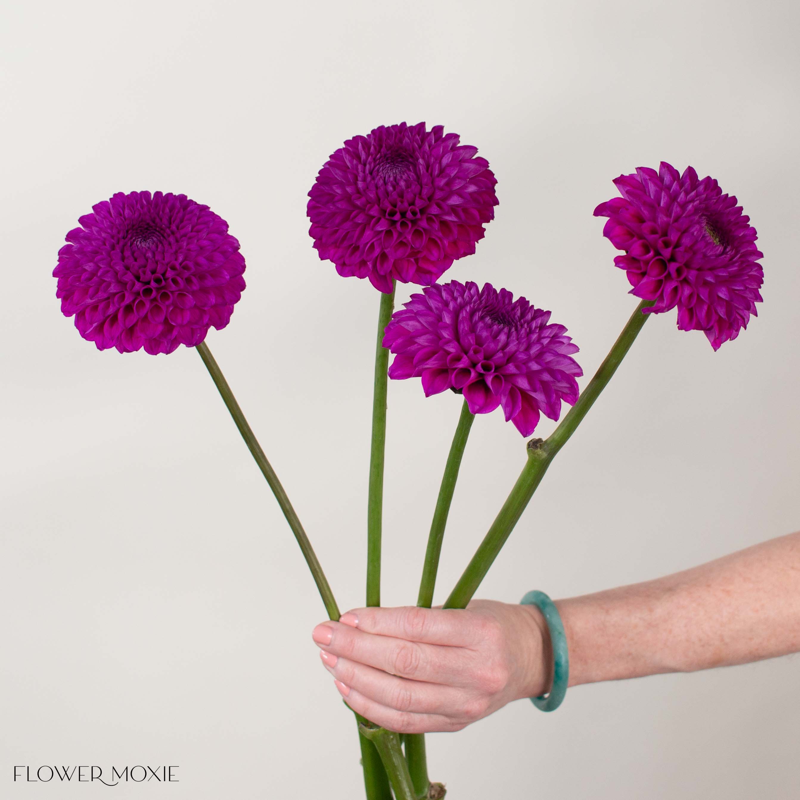 Purple Naomi Dahlia Flower
