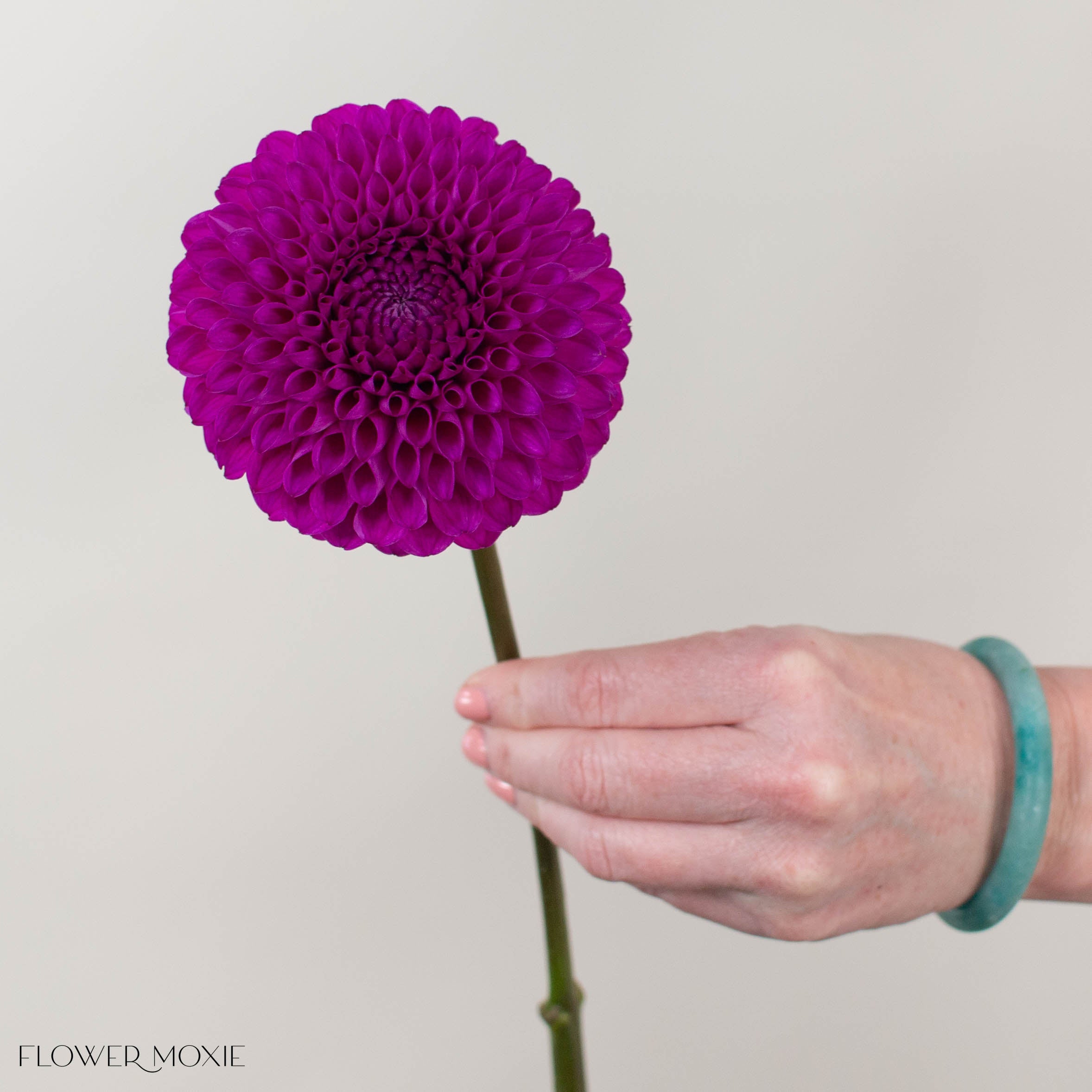 Purple Naomi Dahlia Flower
