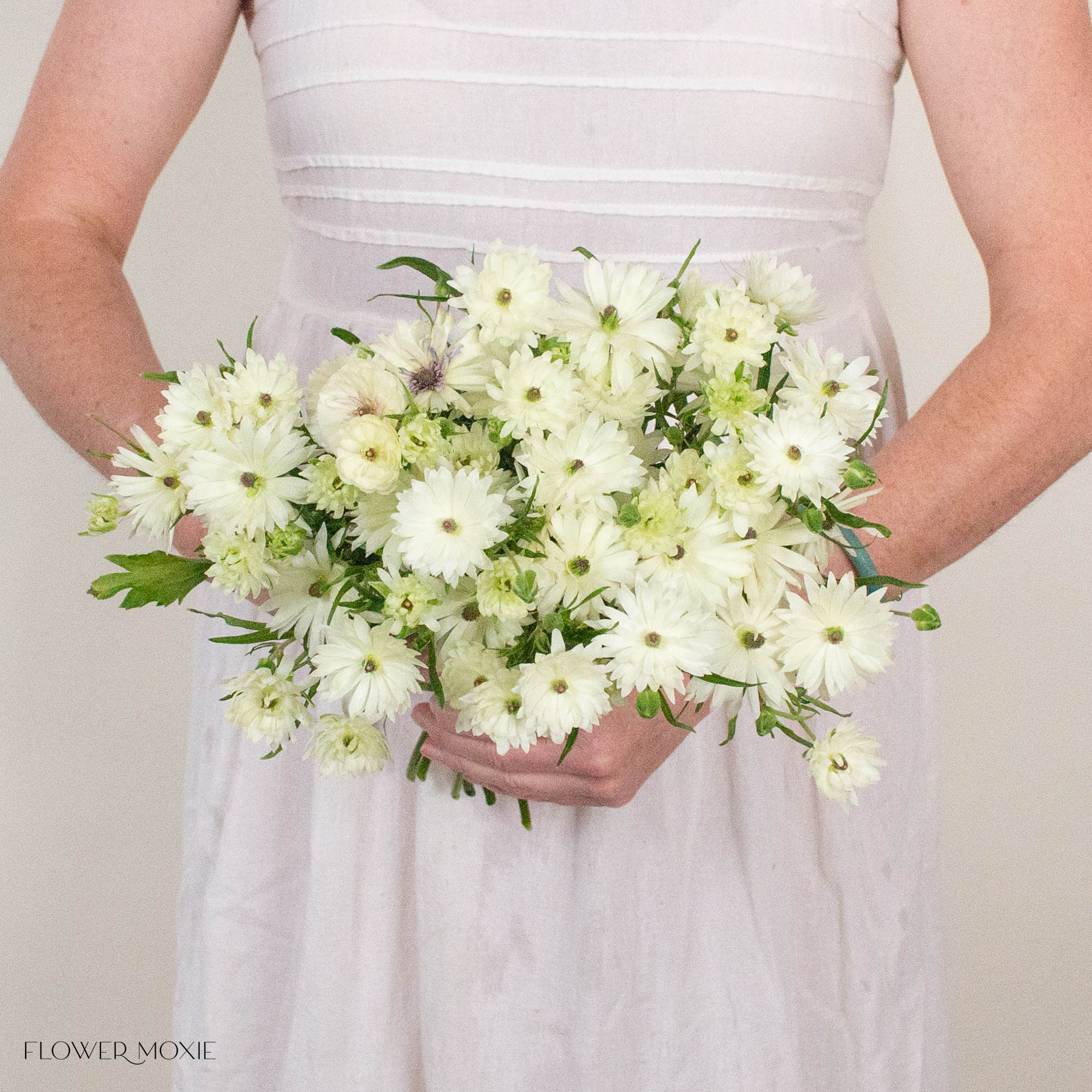 White Star Butterfly Ranunculus
