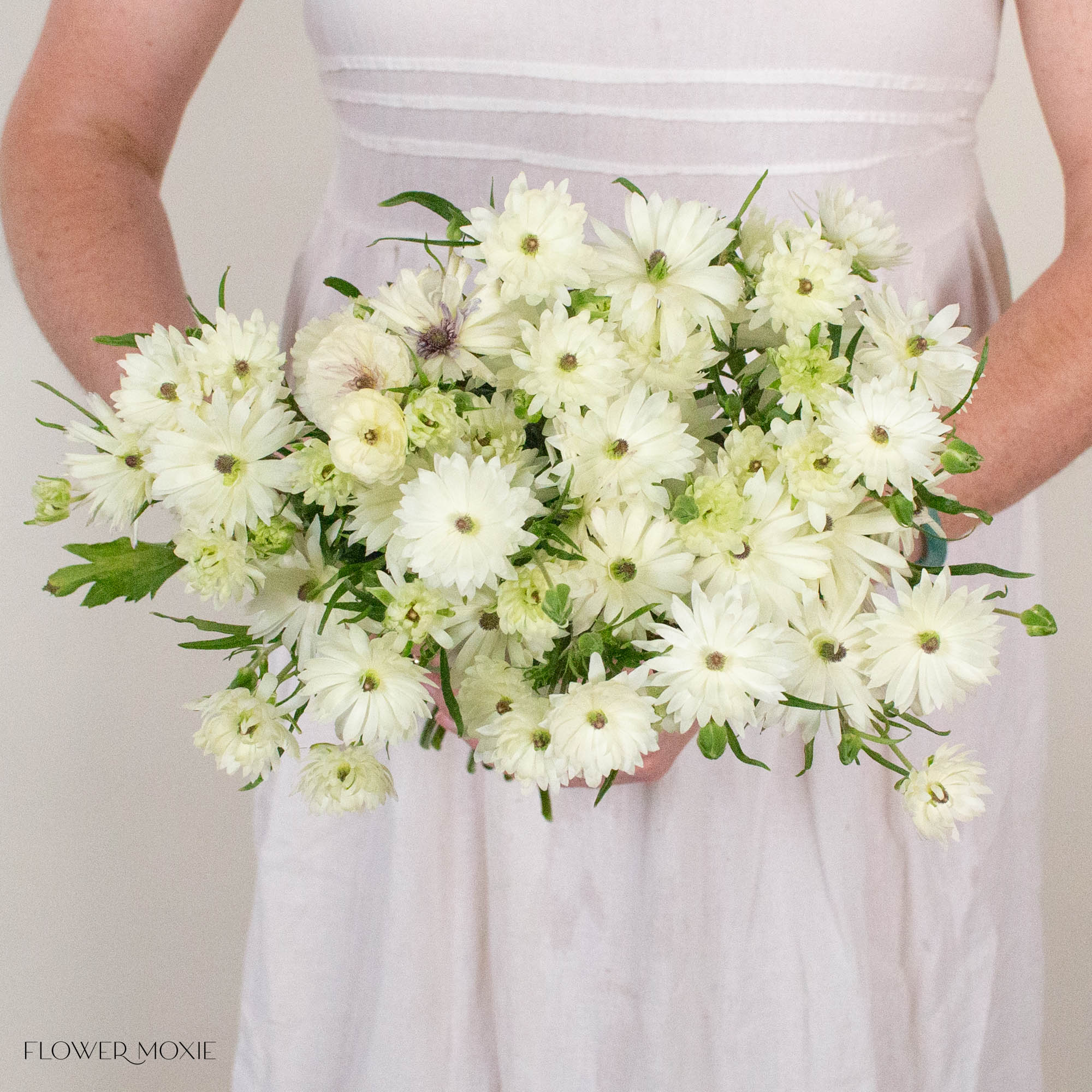 White Star Butterfly Ranunculus
