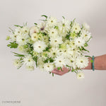 White Star Butterfly Ranunculus
