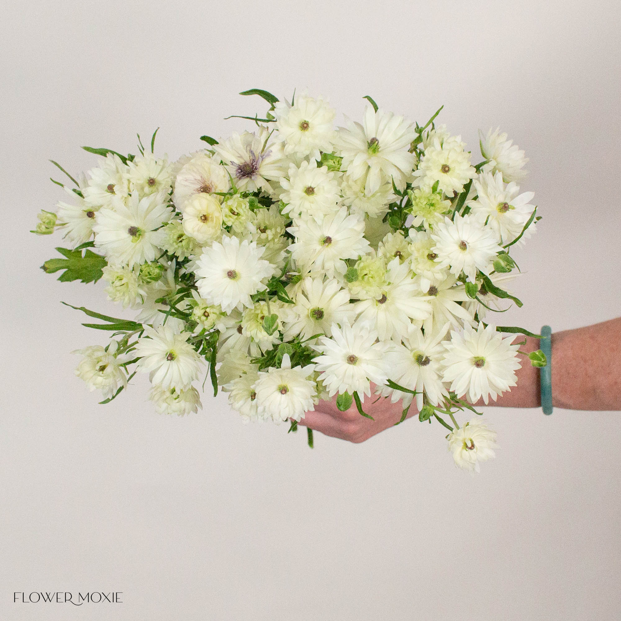 White Star Butterfly Ranunculus

