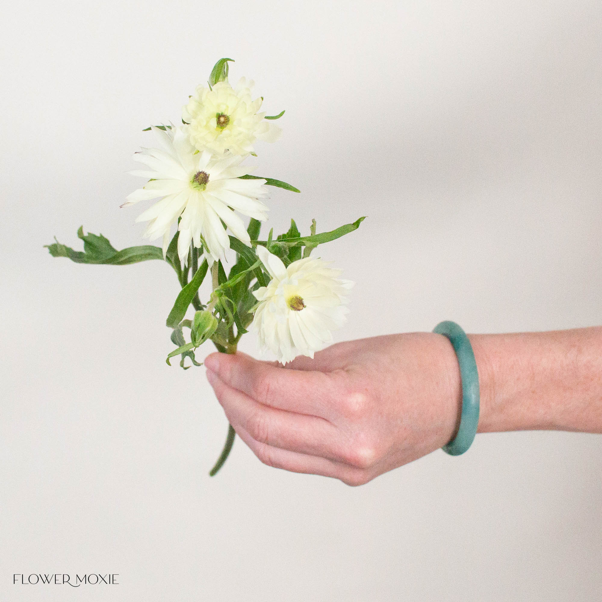 White Star Butterfly Ranunculus
