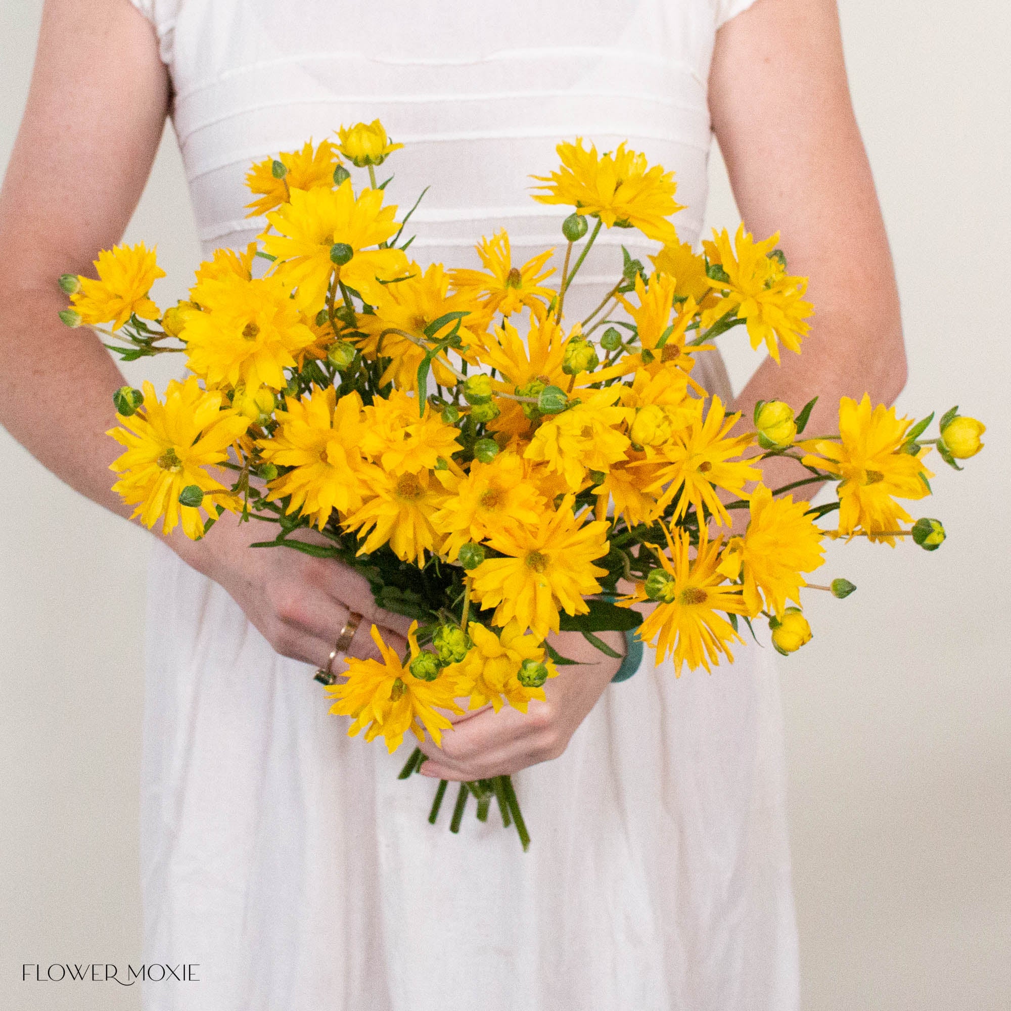 Yellow Star Butterfly Ranunculus
