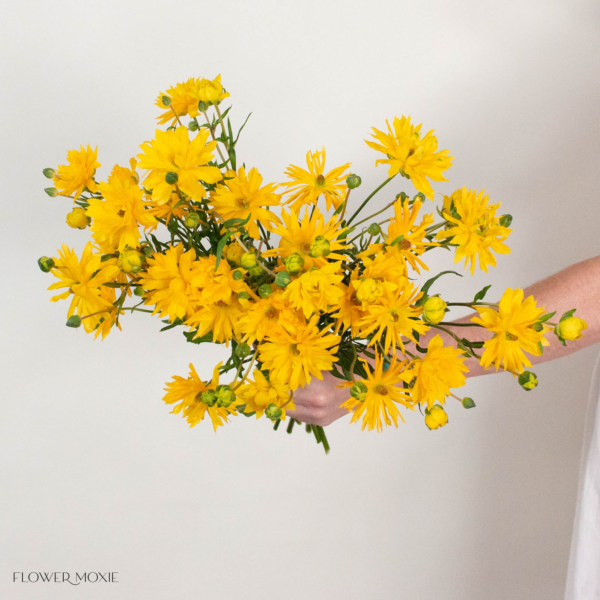 Yellow Star Butterfly Ranunculus
