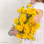 Yellow Star Butterfly Ranunculus
