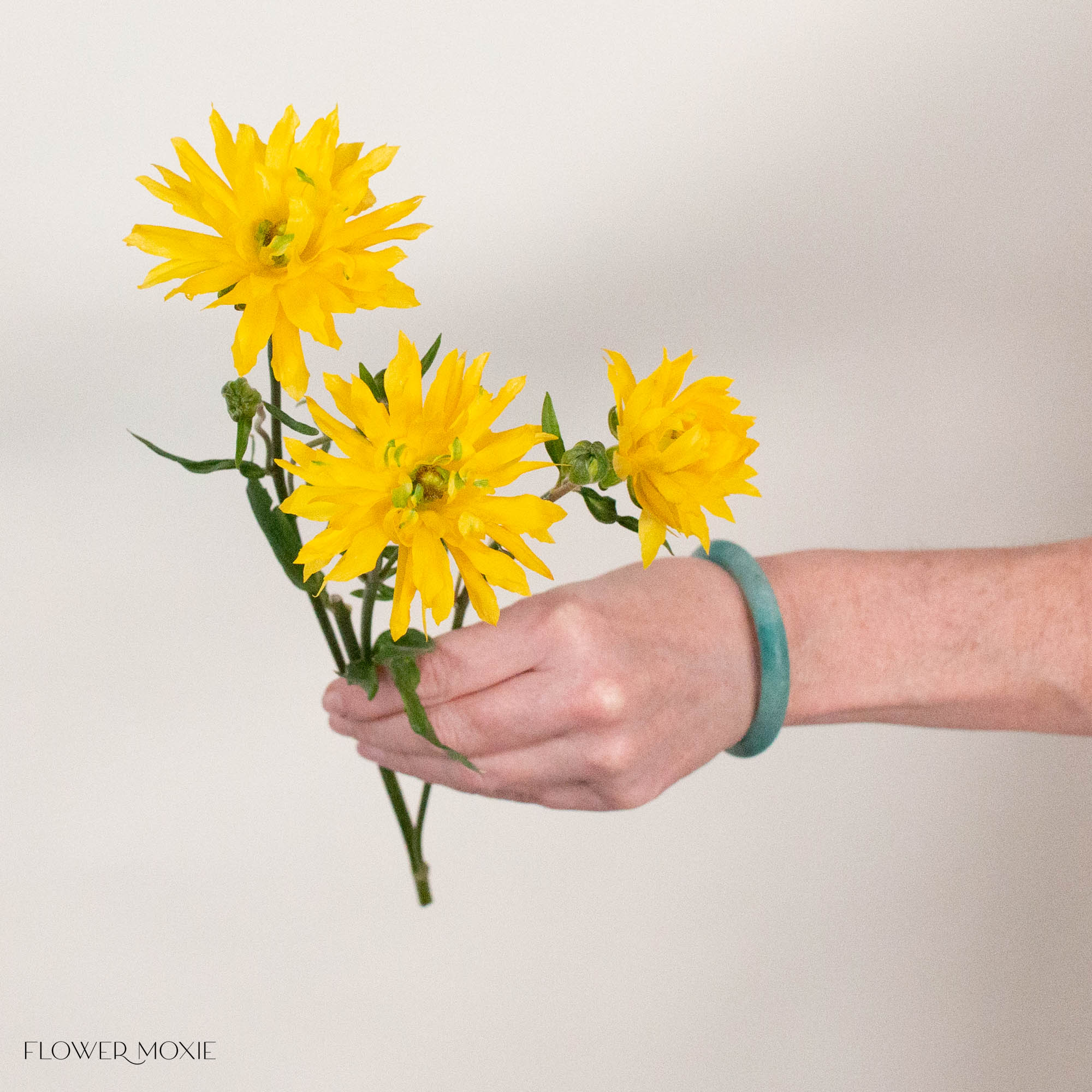 Yellow Star Butterfly Ranunculus
