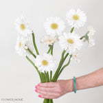 Opus White Mini Gerbera
