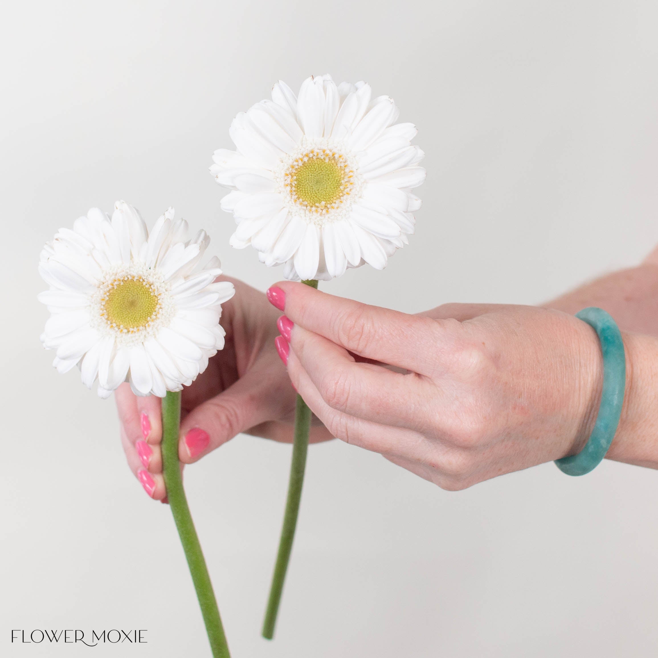 Opus White Mini Gerbera
