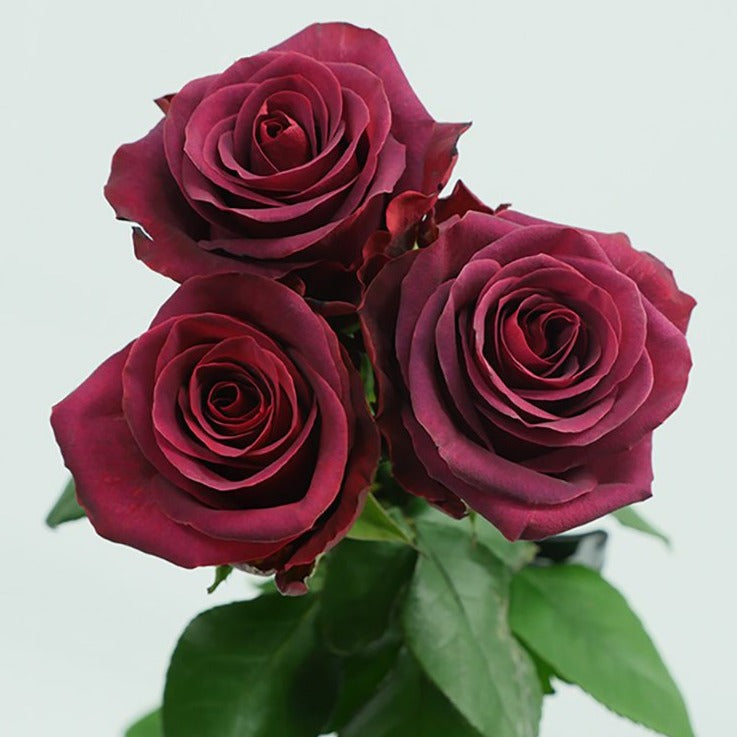 burgundy roses