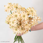 Pasta Carbonara Beige Mini Gerbera
