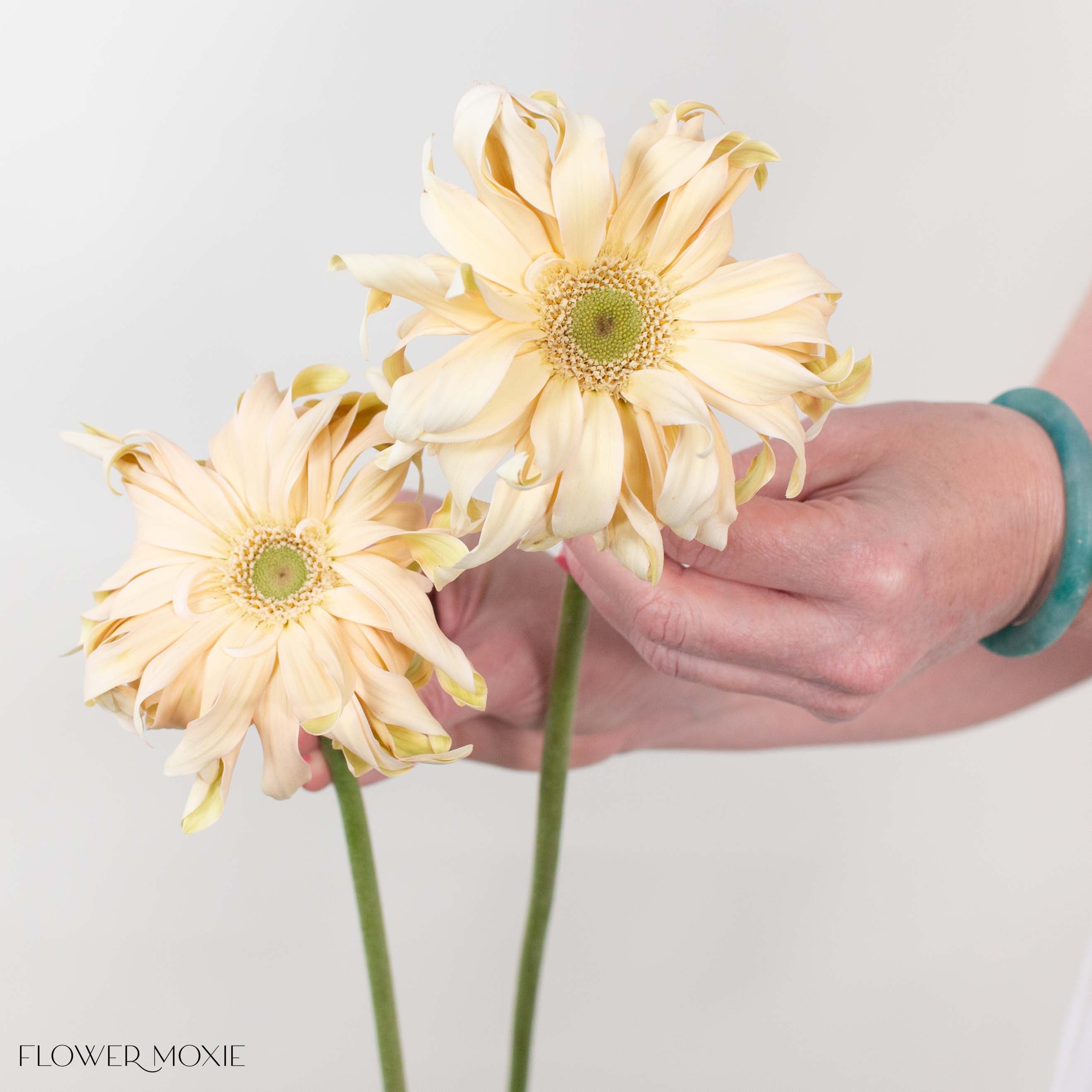 Pasta Carbonara Beige Mini Gerbera
