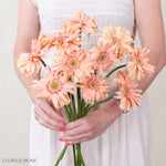 Pasta Rosatta Peach Mini Gerbera
