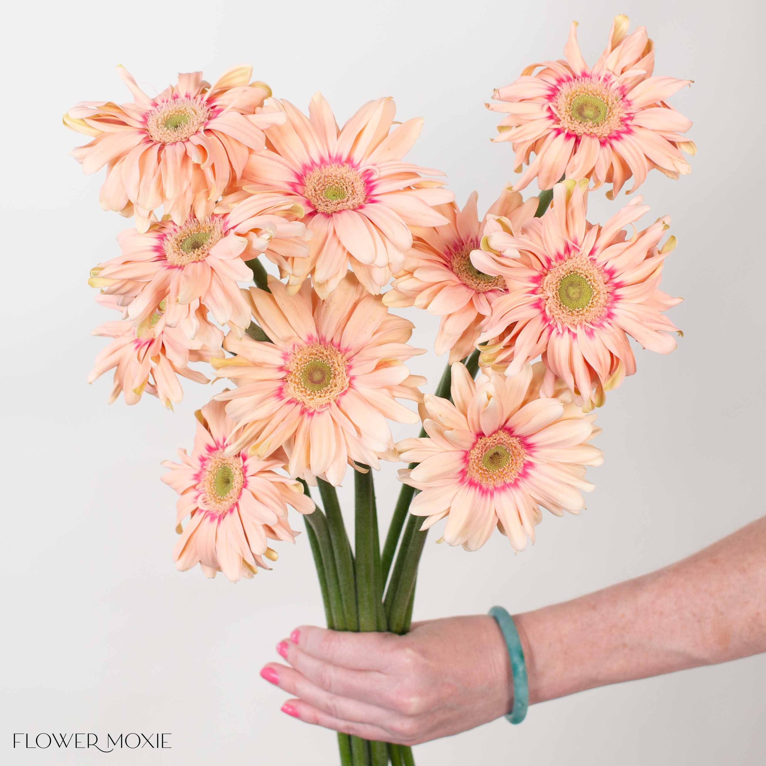 Pasta Rosatta Peach Mini Gerbera
