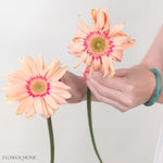 Pasta Rosatta Peach Mini Gerbera
