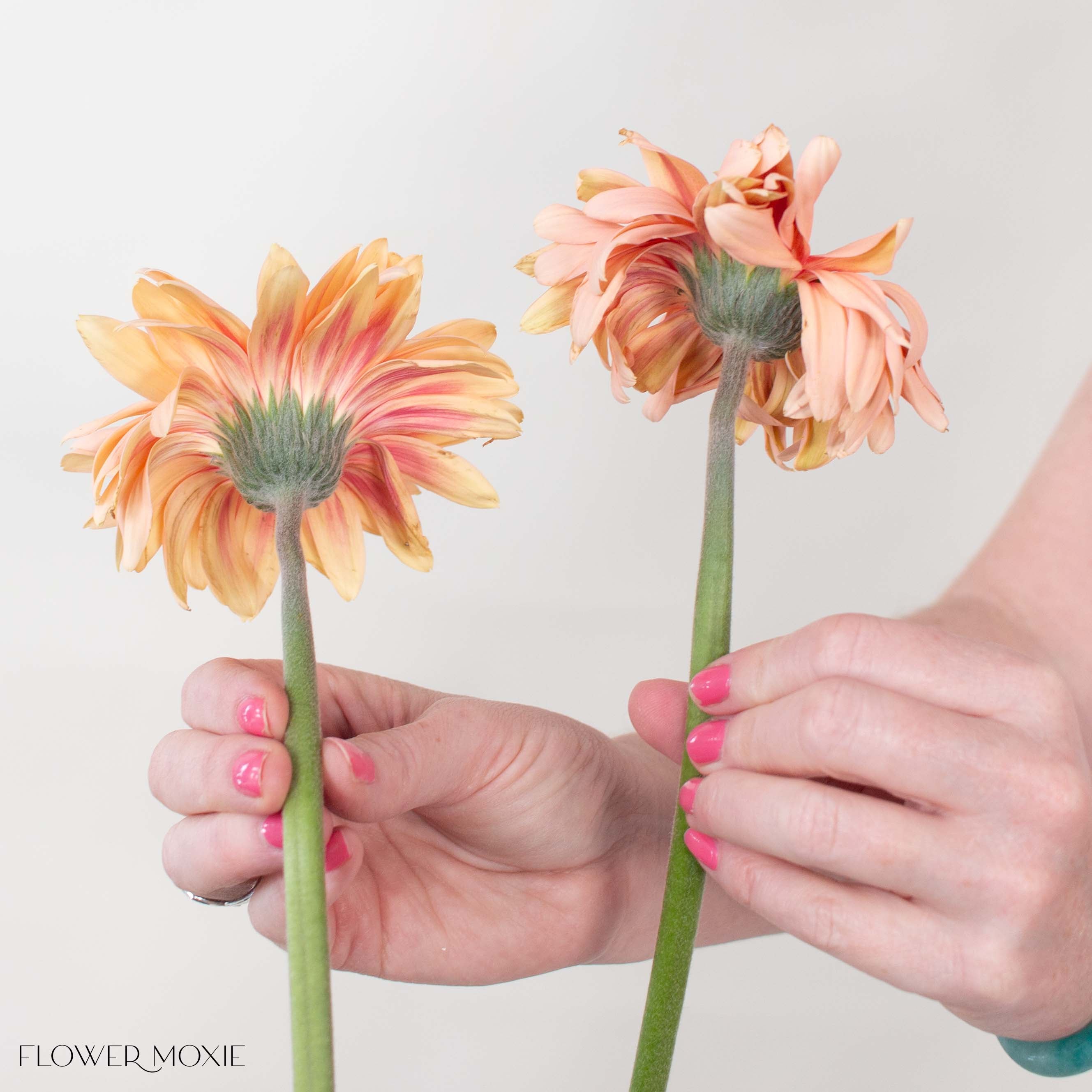 Pasta Rosatta Peach Mini Gerbera
