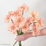 Pasta Rosatta Peach Mini Gerbera
