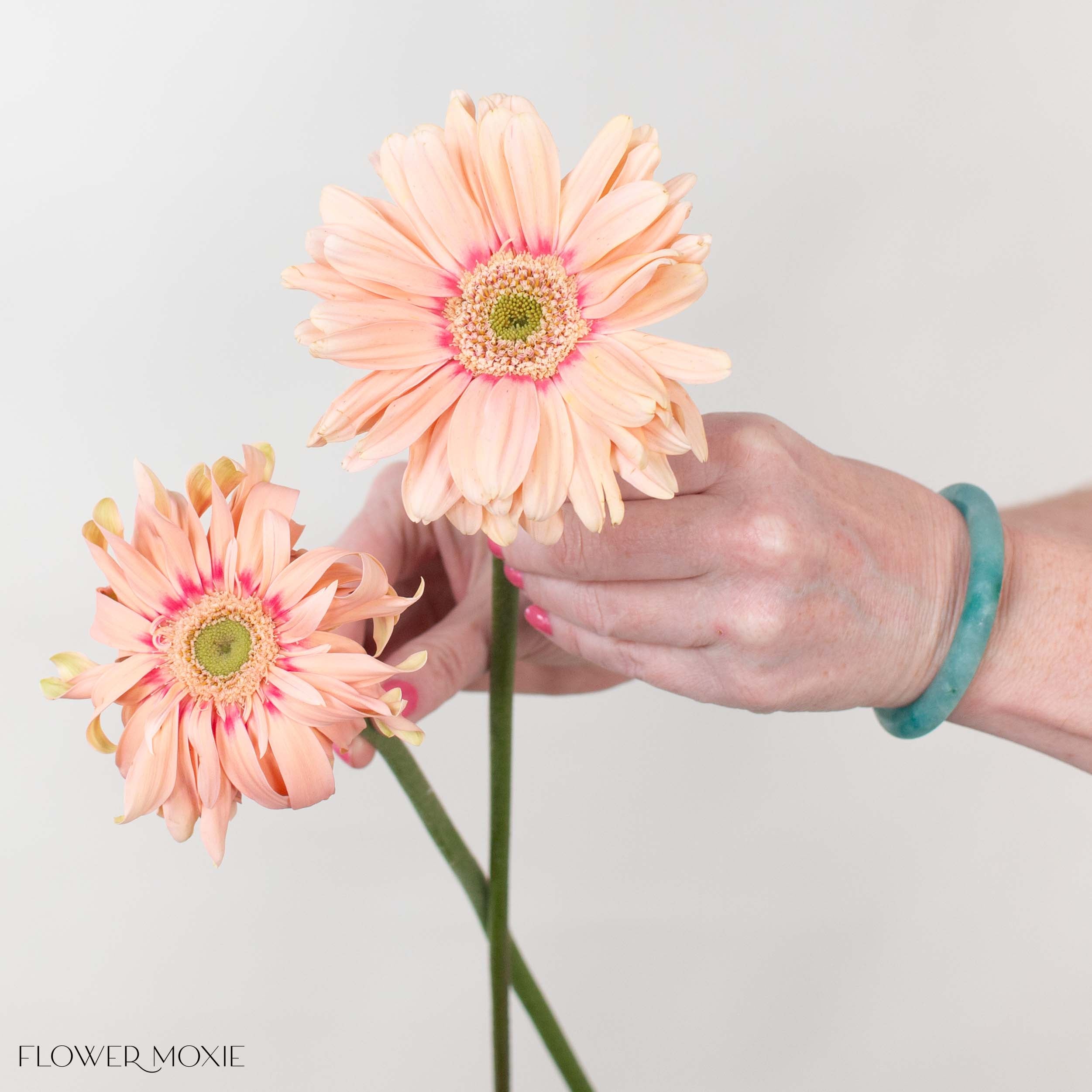 Pasta Rosatta Peach Mini Gerbera
