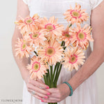 Pasta Rosatta Peach Mini Gerbera
