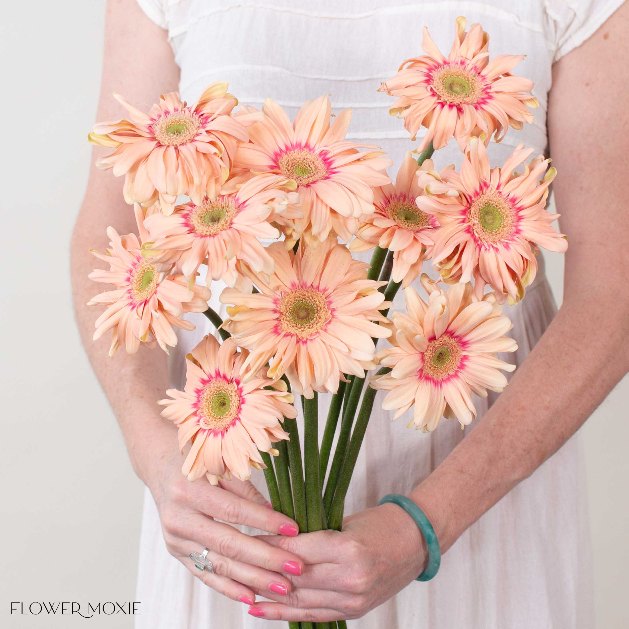 Pasta Rosatta Peach Mini Gerbera
