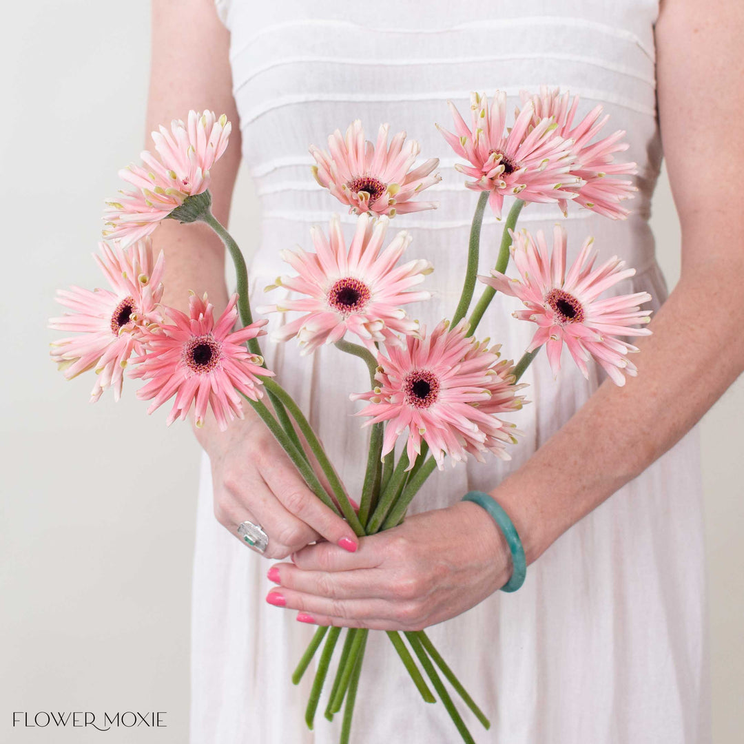Blush Curly Mini Gerbera Daisies | Fresh DIY Wedding Flowers | Flower Moxie 120 Stems