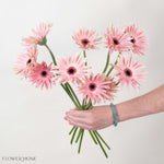 Pastini Pesaro Blush Mini Gerbera
